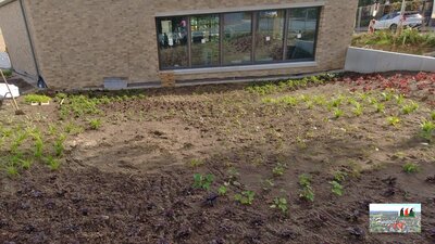 Grünanlage Trauzimmer Ecke Niedersachsenstraße/Tecklenburger Straße